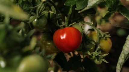 Як прискорити дозрівання томатів: спосіб, що дає 100% результат