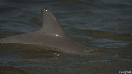 Смерть дельфина в Крыму обойдется убийцам в 100 тысяч грн