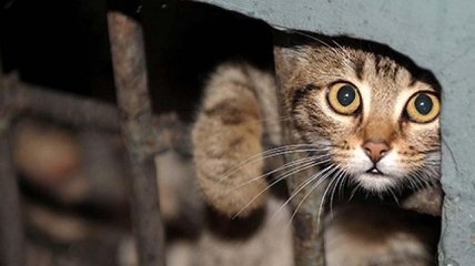 Вещь, у которой нет прав: почему закон в Украине не защищает животных и как это исправить