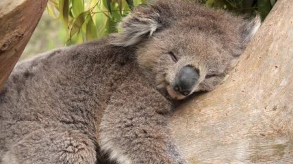 В Австралии из-за хламидиоза уменьшается количество коал
