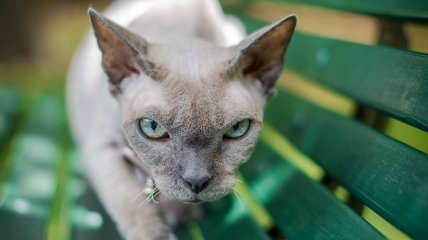 Прогноз для Овнів, Левів та Близнюків