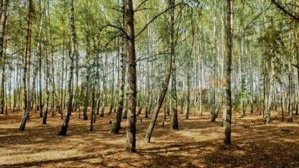 Гослесагентство обеспокоено массовым высыханием леса на Полесье