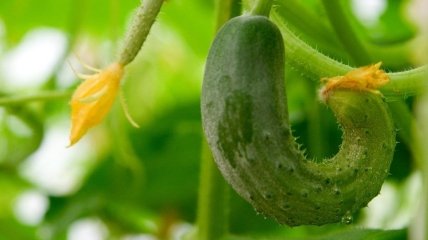 Почему огурцы кривые и горчат