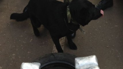 На КП "Майорское" служебный пес нашел 8 кг марихуаны