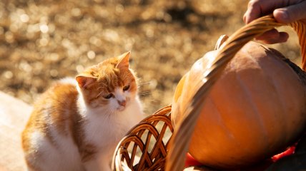Ясна погода сьогодні говорить про морозну зиму