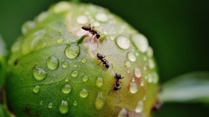 Як позбутися мурах на городі