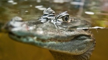 Контрабандного крокодила отогревают в харьковском зоопарке