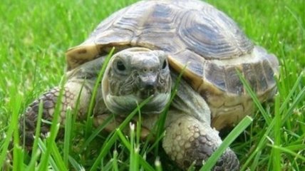 20-летняя домашняя черепаха не перестает радовать хозяев (Видео)
