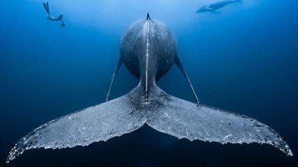 Удивительный океанский мир в конкурсе "Подводный фотограф года" (Фото)