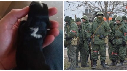 У Росії хочуть відправляти бездомних собак на війну