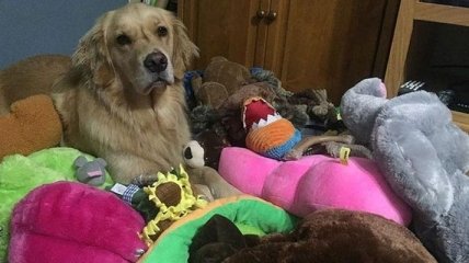 Каждый вечер эта собака выбирает конкретную игрушку, с которой она будет спать