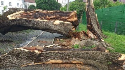 У Луцьку злива зламала одне з найстаріших у місті дерев (Фото)