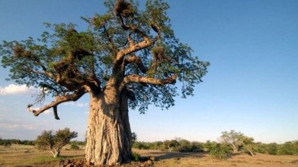 В Африке массово гибнут самые старые баобабы
