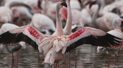 Фламинго - сказочная птица