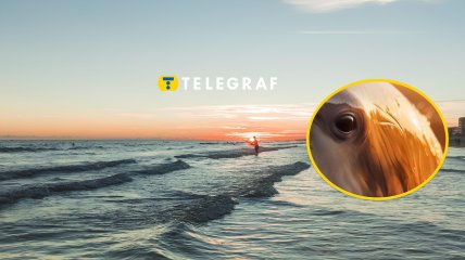 Дельфинов заметили в Одессе