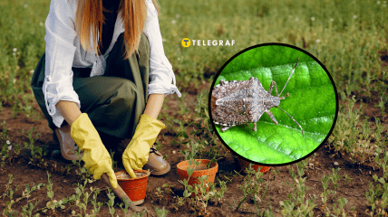 Клопы на огороде