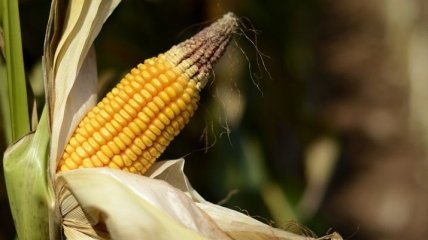 Кукуруза: полезный злак для разных блюд