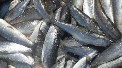Украина увеличила вылов рыбы