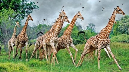 Ученые раскрыли тайну длинной шеи жирафа