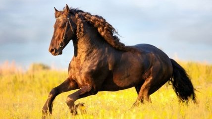 Конь вместо машины: самые дорогие породы лошадей в мире (Фото)