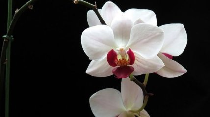 Что делать, если орхидея опадают цветы