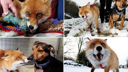 Порция позитива: забавная лисица, которая считает себя хозяйским псом