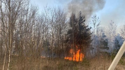 В Кабмине предложили давать сроки за причинение пожаров в экосистемах
