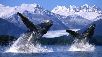 Сегодня Всемирный день защиты морских млекопитающих
