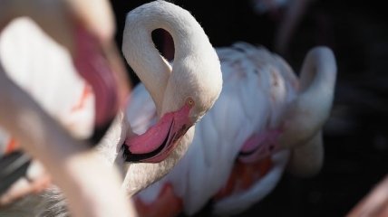 Розовые фламинго стараются доминировать над белыми