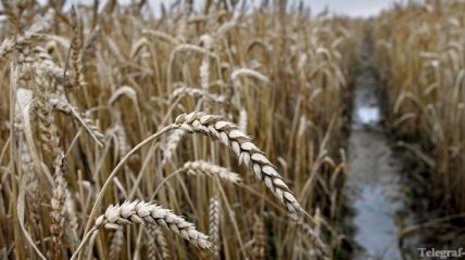 В Узбекистане собран рекордный для страны урожай зерна 