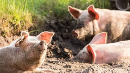 На Львовщине обнаружили африканскую чуму: поражена свиноферма