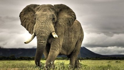 В Техасе не будут продавать лицензию на убийство слона
