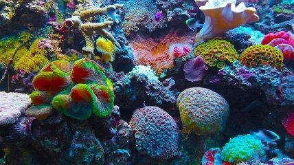 Состояние Мезоамериканского кораллового рифа ухудшилось