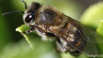 3 миллиона пчел... в качестве домашних животных