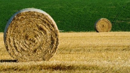 Урожай-2019: на сегодняшний день в Украине собрали 23,5 млн тонн зерна