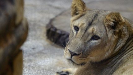 В заповеднике Ботсваны львица украла камеру за $2,5 тысячи (Видео)