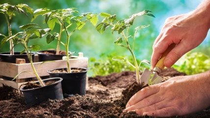 Перевозка рассады — это также важное и ответственное мероприятие