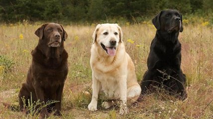 Лабрадоры