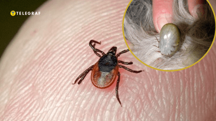 З ледь помітної істоти за кілька днів кліщ може роздутися до 2 см