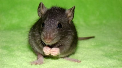 Смертельных случаев от укусов крыс не зафиксировано