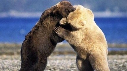 Бурые медведи в США воюют с белыми за еду 