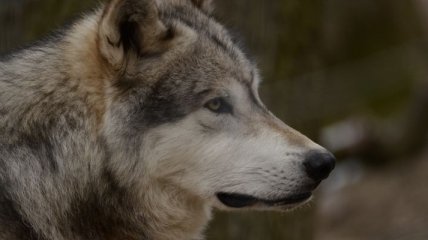 Чем отличается поведение собак и волков?