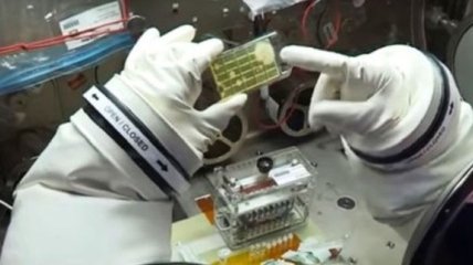 Ученые NASA обнаружили неизвестные микроорганизмы на борту МКС