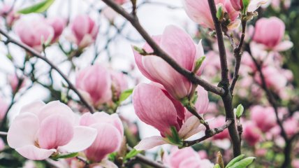 Так цветет магнолия