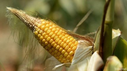 Китай впервые купит кукурузу у Украины