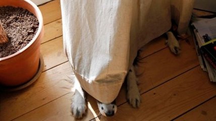 Забавные собаки любят прятаться от своих хозяев