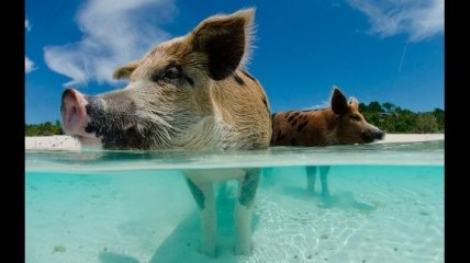 Нашествие плавающих свиней на Багамах (Фотогалерея)