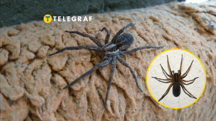 Павук-вовк відрізняється від своїх родичів тим, що не плете павутину