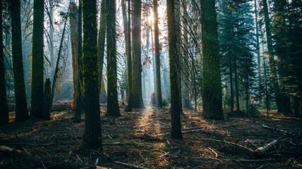 Tesla в Германии: Суд одобрил вырубку сотен гектаров леса под новый завод