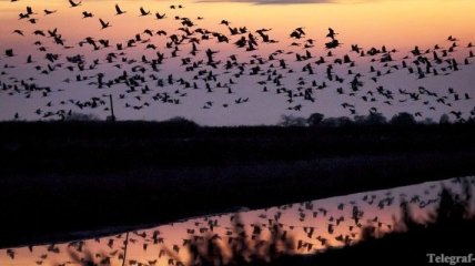 Перелетные птицы разносят опасную тропическую лихорадку